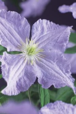 Blue Angel Clematis - 1 Gallon Pot -Cheap US Topiary Plant Store clematis blue angel 2
