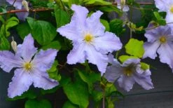Blue Angel Clematis - 1 Gallon Pot -Cheap US Topiary Plant Store clematis blue angel 5