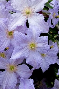 Blue Angel Clematis - 1 Gallon Pot -Cheap US Topiary Plant Store clematis blue angel 6