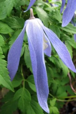 Blue Dancer Clematis - 1 Gallon Pot 14 Blue Dancer Clematis - 1 Gallon Pot -Cheap US Topiary Plant Store clematis blue dancer 1