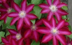 Bourbon Clematis - 1 Gallon Pot -Cheap US Topiary Plant Store clematis bourbon 4