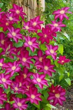 Bourbon Clematis - 1 Gallon Pot -Cheap US Topiary Plant Store clematis bourbon 5