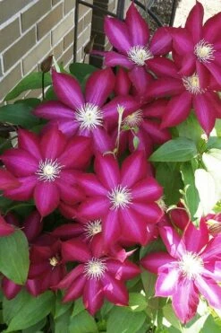 Bourbon Clematis - 1 Gallon Pot -Cheap US Topiary Plant Store clematis bourbon 8