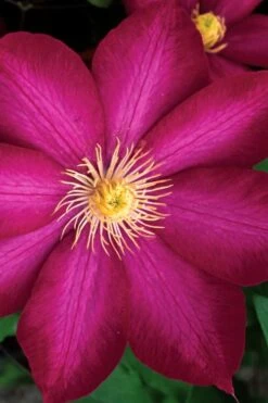 Bourbon Clematis - 1 Gallon Pot