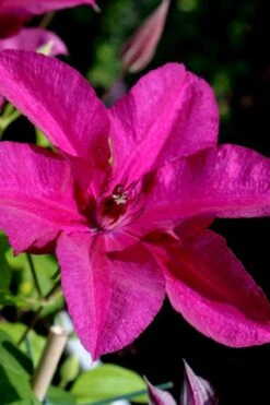 Cardinal Wyszynski Clematis - 1 Gallon Pot -Cheap US Topiary Plant Store clematis cardinal wyszynski 10