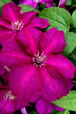 Cardinal Wyszynski Clematis - 1 Gallon Pot -Cheap US Topiary Plant Store clematis cardinal wyszynski 11