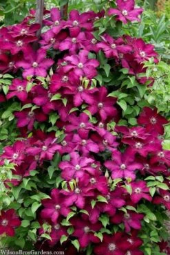 Cardinal Wyszynski Clematis - 1 Gallon Pot -Cheap US Topiary Plant Store clematis cardinal wyszynski 7