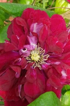 Charmaine Clematis - 1 Gallon Pot -Cheap US Topiary Plant Store clematis charmaine 500x750 1