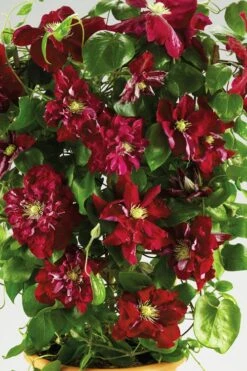 Charmaine Clematis - 1 Gallon Pot -Cheap US Topiary Plant Store clematis charmaine 6