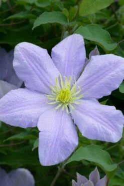 Chelsea Clematis - 1 Gallon Pot 10 Chelsea Clematis - 1 Gallon Pot -Cheap US Topiary Plant Store clematis chelsea 1