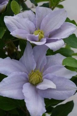 Chelsea Clematis - 1 Gallon Pot 11 Chelsea Clematis - 1 Gallon Pot -Cheap US Topiary Plant Store clematis chelsea 3