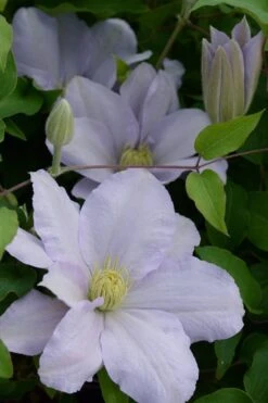 Chelsea Clematis - 1 Gallon Pot 9 Chelsea Clematis - 1 Gallon Pot -Cheap US Topiary Plant Store clematis chelsea 4