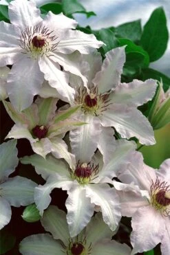Clair De Lune Clematis - 1 Gallon Pot -Cheap US Topiary Plant Store clematis clair de june 2
