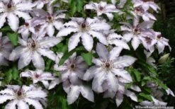 Clair De Lune Clematis - 1 Gallon Pot -Cheap US Topiary Plant Store clematis clair de june 4