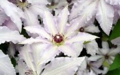 Clair De Lune Clematis - 1 Gallon Pot -Cheap US Topiary Plant Store clematis clair de june 6