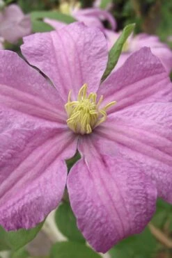 Comtesse De Bouchaud Clematis - 1 Gallon Pot -Cheap US Topiary Plant Store clematis comtesse de bouchaud 1
