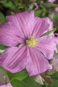 Comtesse De Bouchaud Clematis - 1 Gallon Pot -Cheap US Topiary Plant Store clematis comtesse de bouchaud 2