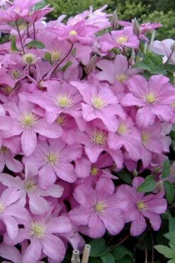 Comtesse De Bouchaud Clematis - 1 Gallon Pot -Cheap US Topiary Plant Store clematis comtesse de bouchaud 3