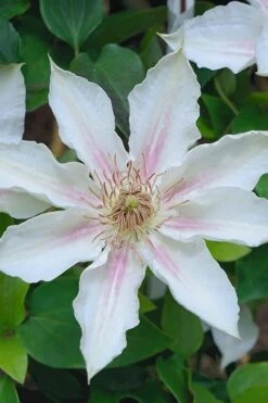 Corinne Clematis - 1 Gallon Pot -Cheap US Topiary Plant Store clematis corinne 14