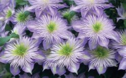 Crystal Fountain Clematis - 1 Gallon Pot -Cheap US Topiary Plant Store clematis crystal fountain 2