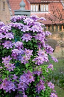 Crystal Fountain Clematis - 1 Gallon Pot -Cheap US Topiary Plant Store clematis crystal fountain 3