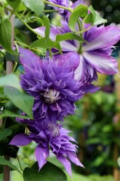 Diamantina Clematis - 1 Gallon Pot -Cheap US Topiary Plant Store clematis diamantina 1
