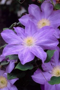 Diana's Delight Clematis - 1 Gallon Pot -Cheap US Topiary Plant Store clematis dianas delight 2