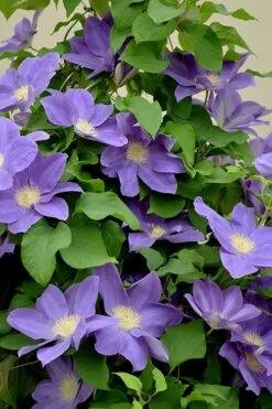 Diana's Delight Clematis - 1 Gallon Pot -Cheap US Topiary Plant Store clematis dianas delight 3