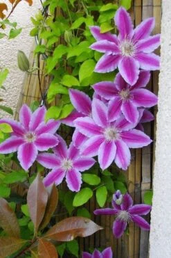 Dr. Ruppel Clematis - 1 Gallon Pot -Cheap US Topiary Plant Store clematis dr ruppel 11