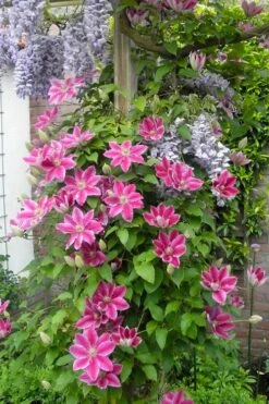 Dr. Ruppel Clematis - 1 Gallon Pot -Cheap US Topiary Plant Store clematis dr ruppel 12