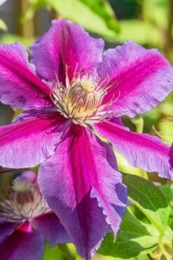 Dr. Ruppel Clematis - 1 Gallon Pot -Cheap US Topiary Plant Store clematis dr ruppel 3