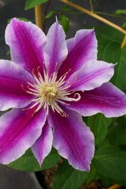 Dr. Ruppel Clematis - 1 Gallon Pot -Cheap US Topiary Plant Store clematis dr ruppel 7