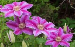 Dr. Ruppel Clematis - 1 Gallon Pot -Cheap US Topiary Plant Store clematis dr ruppel 8