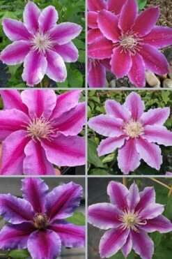 Dr. Ruppel Clematis - 1 Gallon Pot -Cheap US Topiary Plant Store clematis dr ruppel 9