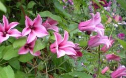 Duchess Of Albany Clematis - 1 Gallon Pot 15 Duchess Of Albany Clematis - 1 Gallon Pot -Cheap US Topiary Plant Store clematis duchess of albany 5