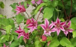Duchess Of Albany Clematis - 1 Gallon Pot 14 Duchess Of Albany Clematis - 1 Gallon Pot -Cheap US Topiary Plant Store clematis duchess of albany 6