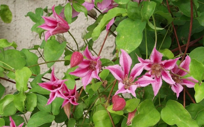 Duchess Of Albany Clematis - 1 Gallon Pot 7 Duchess Of Albany Clematis - 1 Gallon Pot - Image 7
