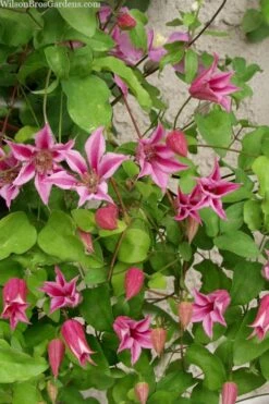 Duchess Of Albany Clematis - 1 Gallon Pot 13 Duchess Of Albany Clematis - 1 Gallon Pot -Cheap US Topiary Plant Store clematis duchess of albany 7