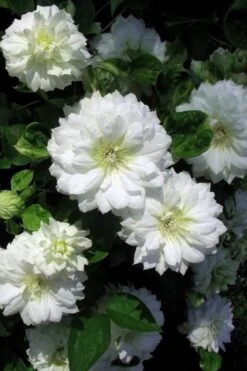 Duchess Of Edinburgh Clematis - 2 Gallon Pot -Cheap US Topiary Plant Store clematis duchess of edinburgh 7 1