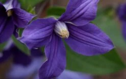 Durandii Clematis - 1 Gallon Pot -Cheap US Topiary Plant Store clematis durandii 12