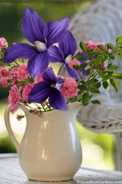 Durandii Clematis - 1 Gallon Pot -Cheap US Topiary Plant Store clematis durandii 13