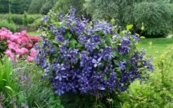 Durandii Clematis - 1 Gallon Pot -Cheap US Topiary Plant Store clematis durandii 3