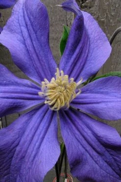 Durandii Clematis - 1 Gallon Pot -Cheap US Topiary Plant Store clematis durandii 4