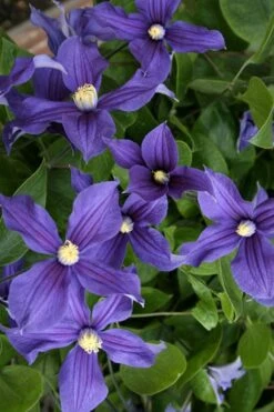 Durandii Clematis - 1 Gallon Pot -Cheap US Topiary Plant Store clematis durandii 5