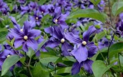 Durandii Clematis - 1 Gallon Pot -Cheap US Topiary Plant Store clematis durandii 6
