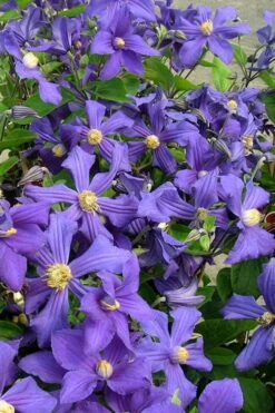 Durandii Clematis - 1 Gallon Pot -Cheap US Topiary Plant Store clematis durandii 7