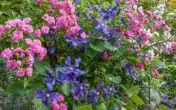 Durandii Clematis - 1 Gallon Pot -Cheap US Topiary Plant Store clematis durandii 8