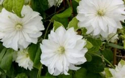 Duchess Of Edinburgh Clematis - 2 Gallon Pot -Cheap US Topiary Plant Store clematis duschess of edinburgh 3 1