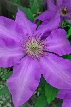 Elsa Spath Clematis - 1 Gallon Pot -Cheap US Topiary Plant Store clematis elsa spath 7