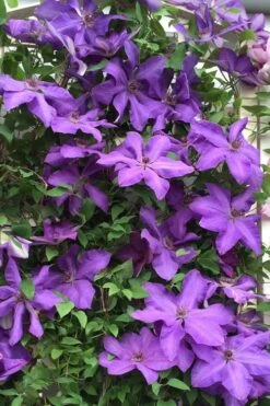 Elsa Spath Clematis - 1 Gallon Pot -Cheap US Topiary Plant Store clematis elsa spath 9